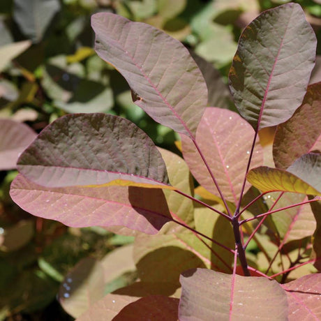 Close-up of rounded dusky purple and copper Cotinus × dummeri ‘Grace’ leaves.