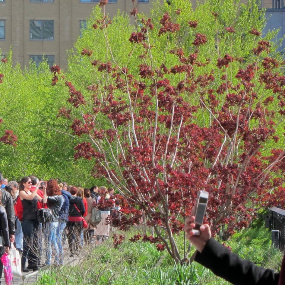 Large Cotinus × dummeri ‘Grace’ shrub with red-purple foliage in a public garden.