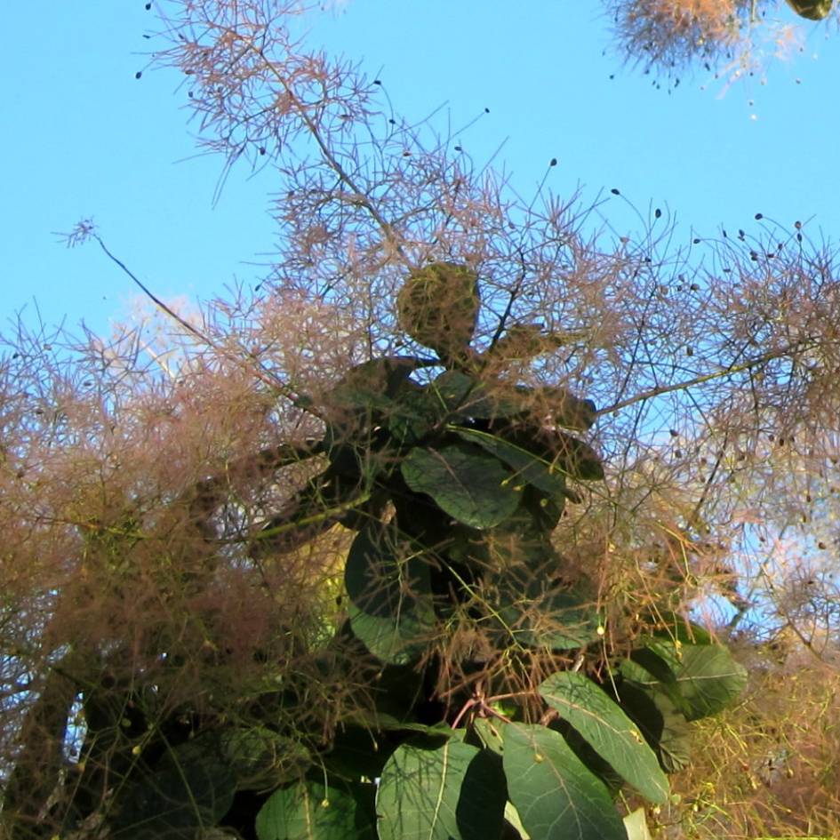 Mature Cotinus × dummeri ‘Grace’ crowned with a cloud of airy bronze flower panicles.