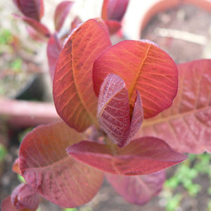 Close-up of overlapping copper-red Cotinus × dummeri ‘Grace’ leaves.