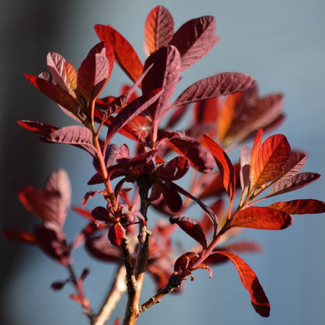Branch of deep copper-red Cotinus × dummeri ‘Grace’ leaves against a blue-grey sky.