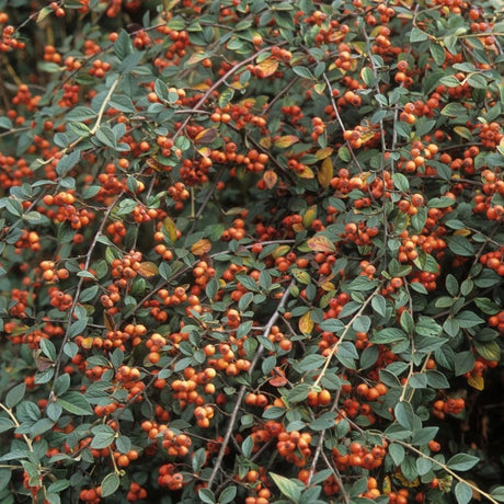 Dense Cotoneaster franchetii foliage laden with many small orange-red berries.