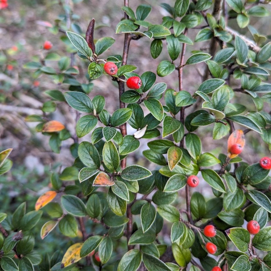 Cotoneaster franchetii branches carrying red berries among narrow grey-green leaves.