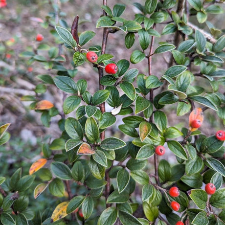 Cotoneaster franchetii branches carrying red berries among narrow grey-green leaves.