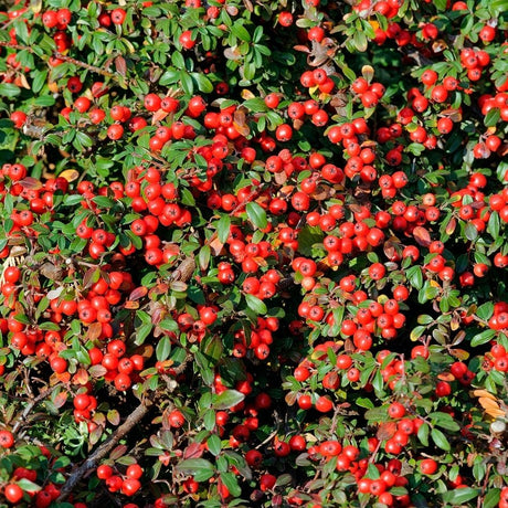 Dense Cotoneaster horizontalis branches packed with bright red berries and small green leaves.