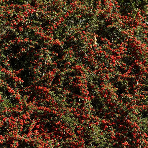Broad Cotoneaster horizontalis planting almost completely covered in red berries.