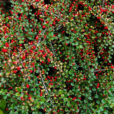 Wall-covering Cotoneaster horizontalis with herringbone branches, green leaves, and scattered red berries.