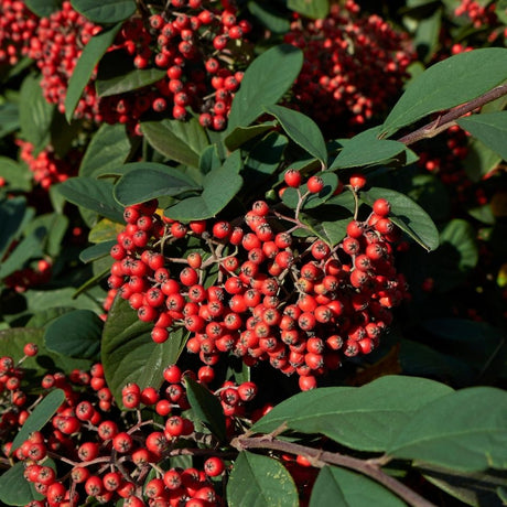 Cotoneaster lacteus branches densely set with red berry clusters and broad dark green leaves.