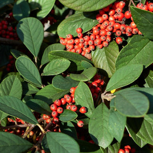 Cotoneaster lacteus