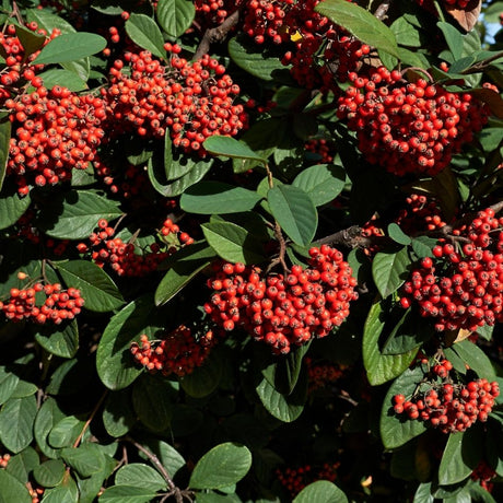 Heavy clusters of small red berries on Cotoneaster lacteus among dark evergreen leaves.