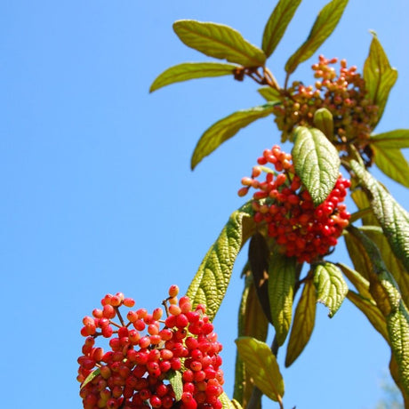 Large hanging clusters of vivid red Cotoneaster × watereri ‘Cornubia’ berries against blue sky.