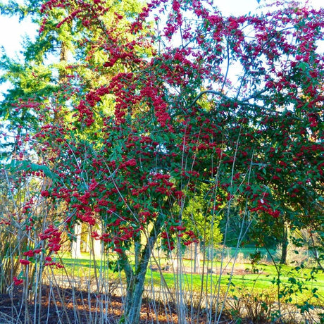 Multi-stemmed Cotoneaster × watereri ‘Cornubia’ heavily draped with red berries in a garden.