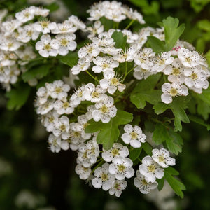 Close-up of flat clusters of small white Crataegus monogyna flowers with dark anthers.