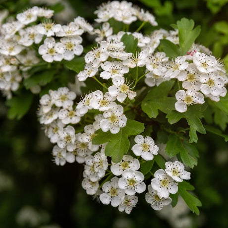 Close-up of flat clusters of small white Crataegus monogyna flowers with dark anthers.