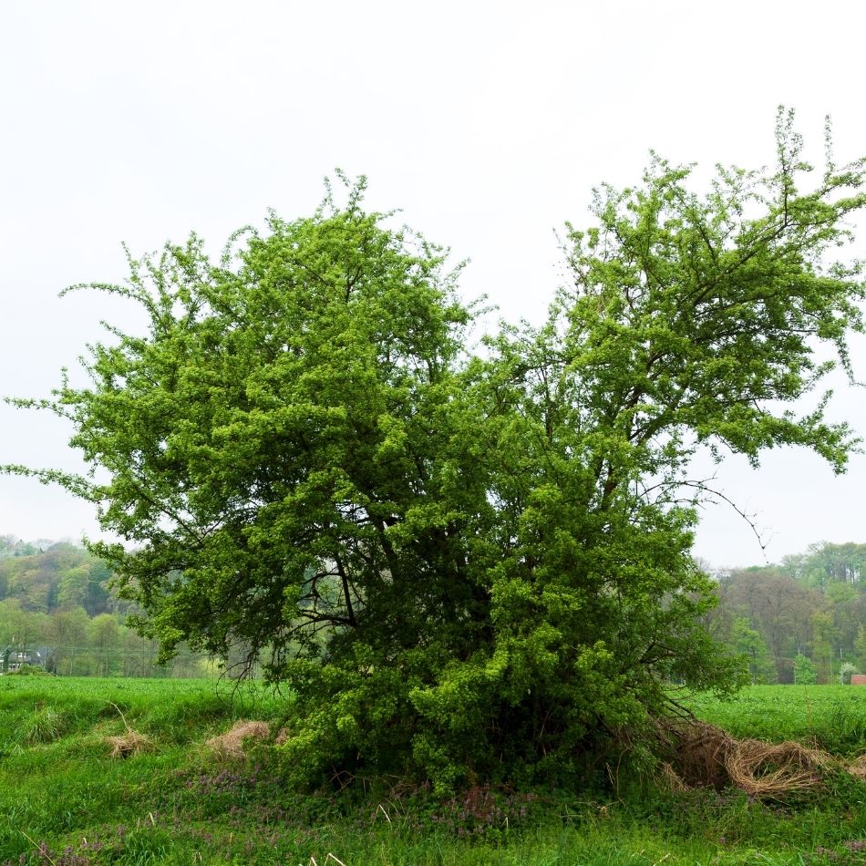 Crataegus monogyna