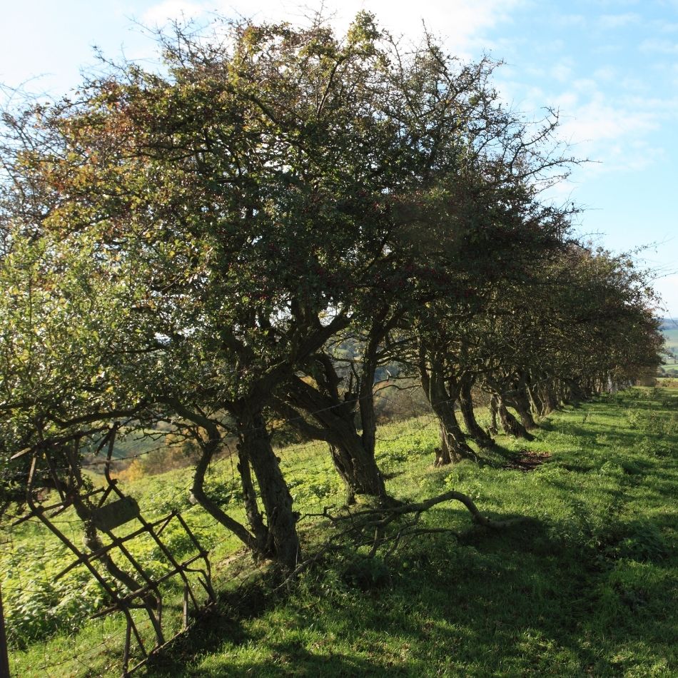 Crataegus monogyna