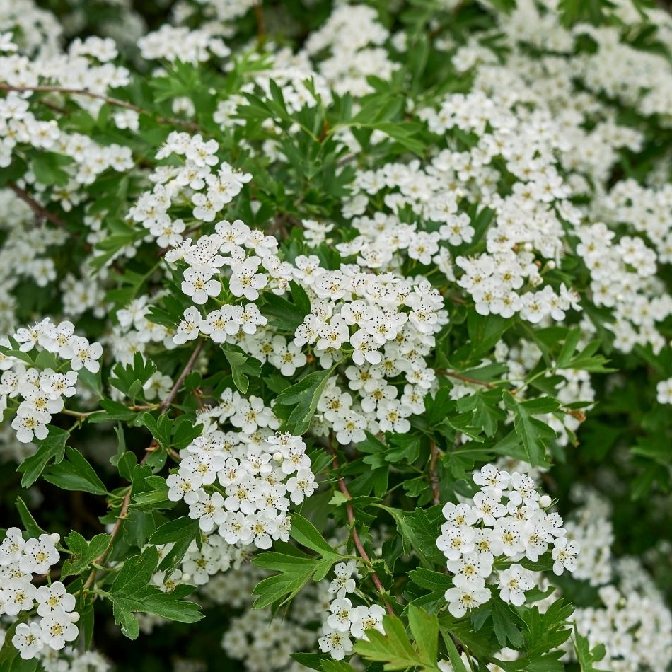 Dense mass of white Crataegus monogyna blossom over small lobed green leaves.