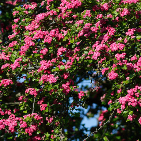 Crataegus × media ‘Paul’s Scarlet’ canopy covered in masses of rosy pink blossom.