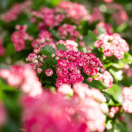 Close-up of deep pink double flowers on Crataegus × media ‘Paul’s Scarlet’ with unopened buds.