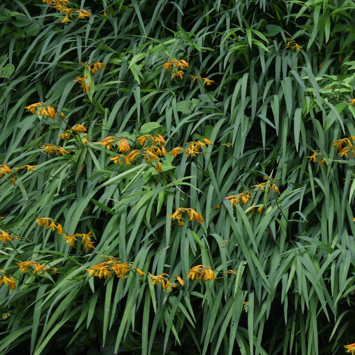 Clump of Crocosmia × crocosmiiflora ‘George Davison’ with orange flowers above narrow leaves.