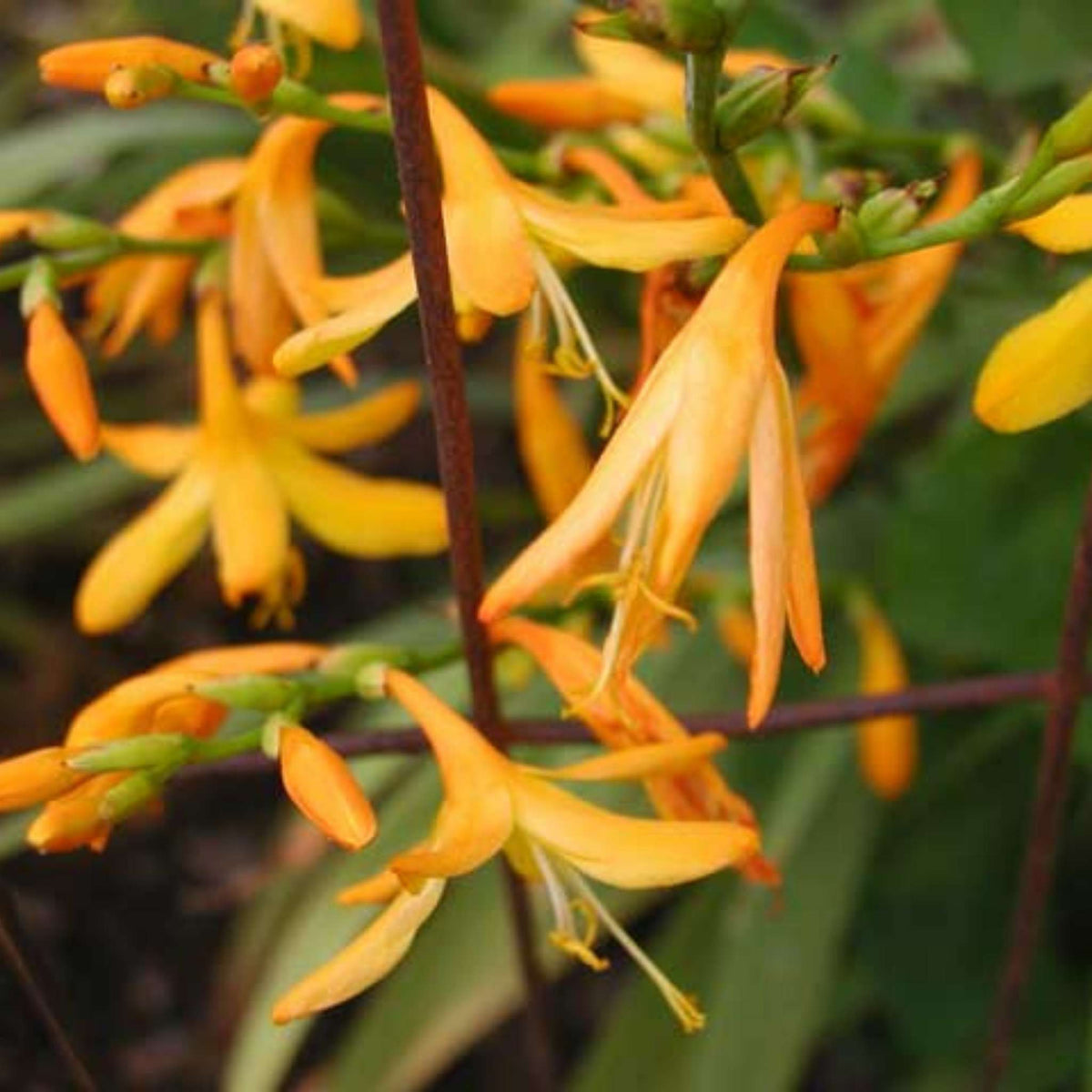 Close-up of arching orange-yellow Crocosmia × crocosmiiflora ‘George Davison’ flowers.