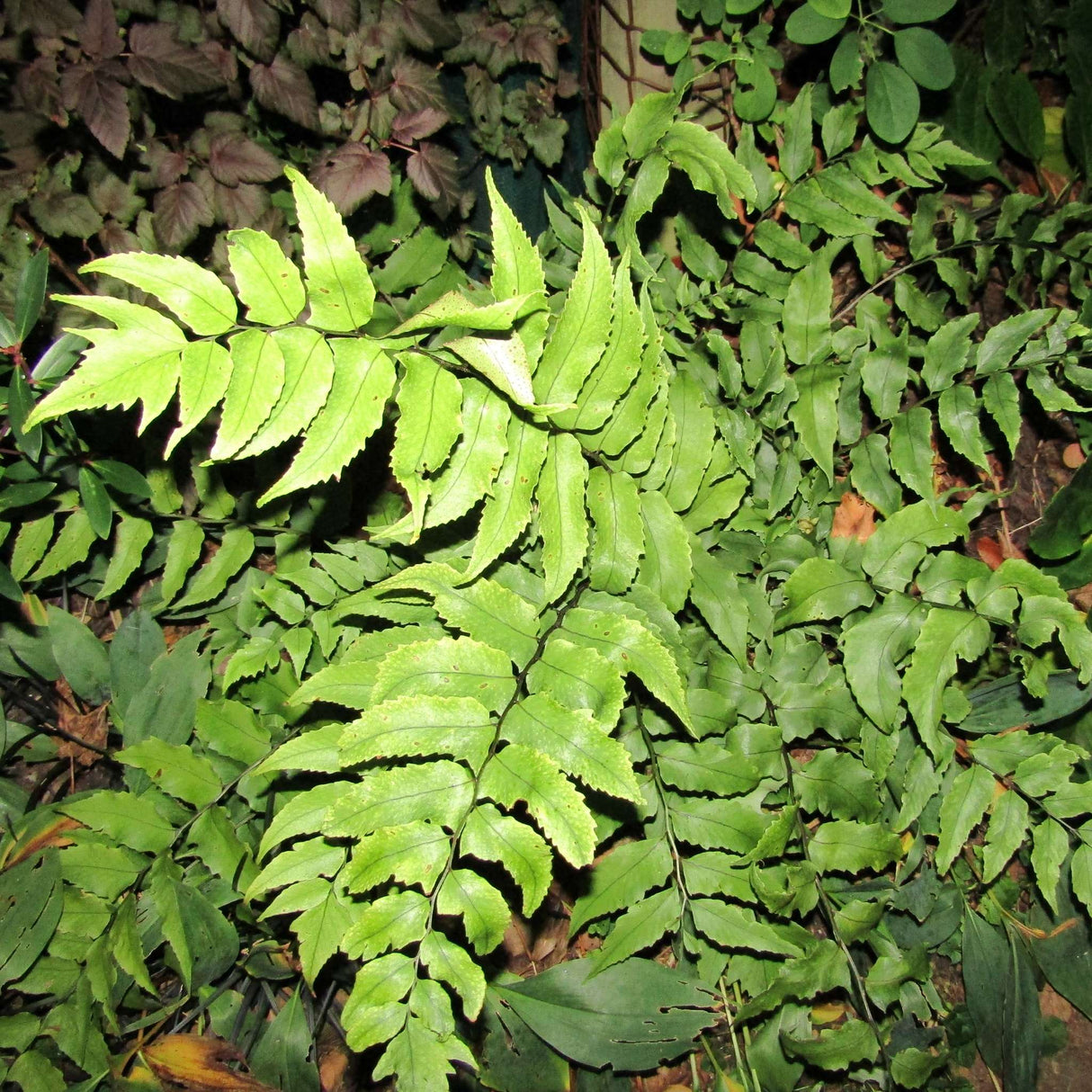 Cyrtomium falcatum