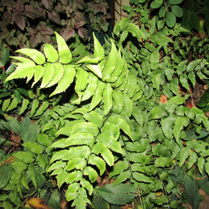 Cyrtomium falcatum