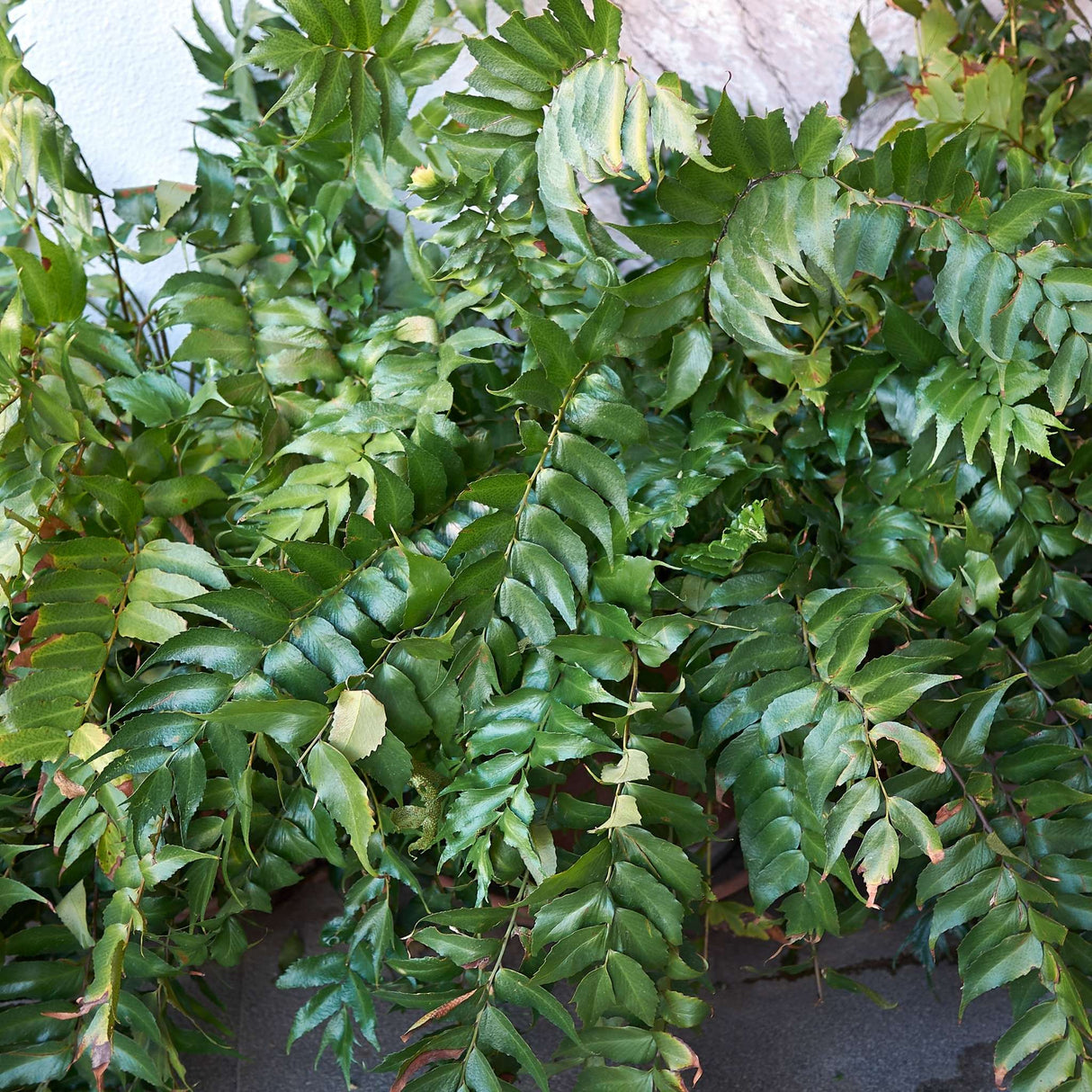 Cyrtomium falcatum
