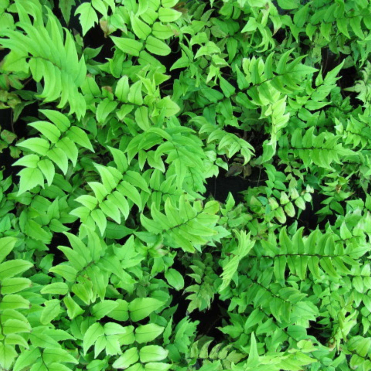 Cyrtomium falcatum