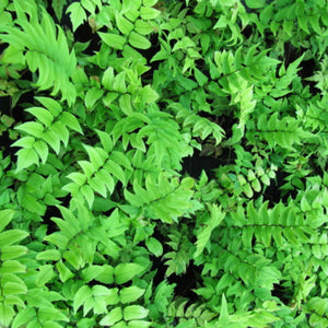 Cyrtomium falcatum