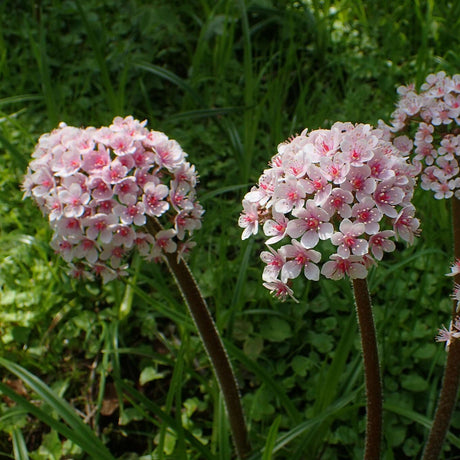 Two rounded pale pink Darmera peltata flower heads on sturdy stems.