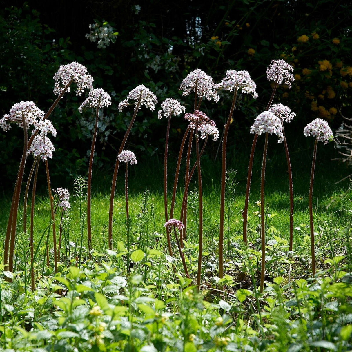 Darmera peltata