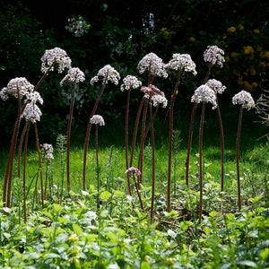 Darmera peltata