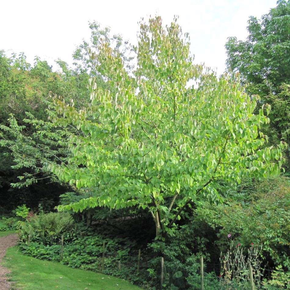 Young Davida involucrata tree with a spreading green crown in a garden.