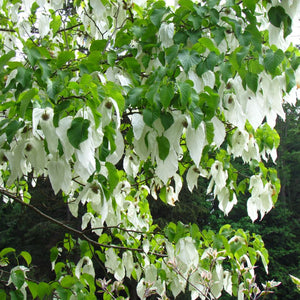 Davidia involucrata branches draped with numerous white, handkerchief-like flower bracts.