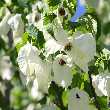 Close-up of large white Davidia involucrata bracts hanging around a dark central flower head.