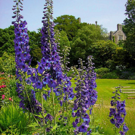 Tall deep violet-blue Delphinium ‘Black Knight Group’ flower spikes rising in a garden border.