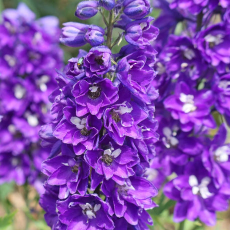 Dense spike of deep violet-blue Delphinium ‘Black Knight Group’ flowers with pale centres.