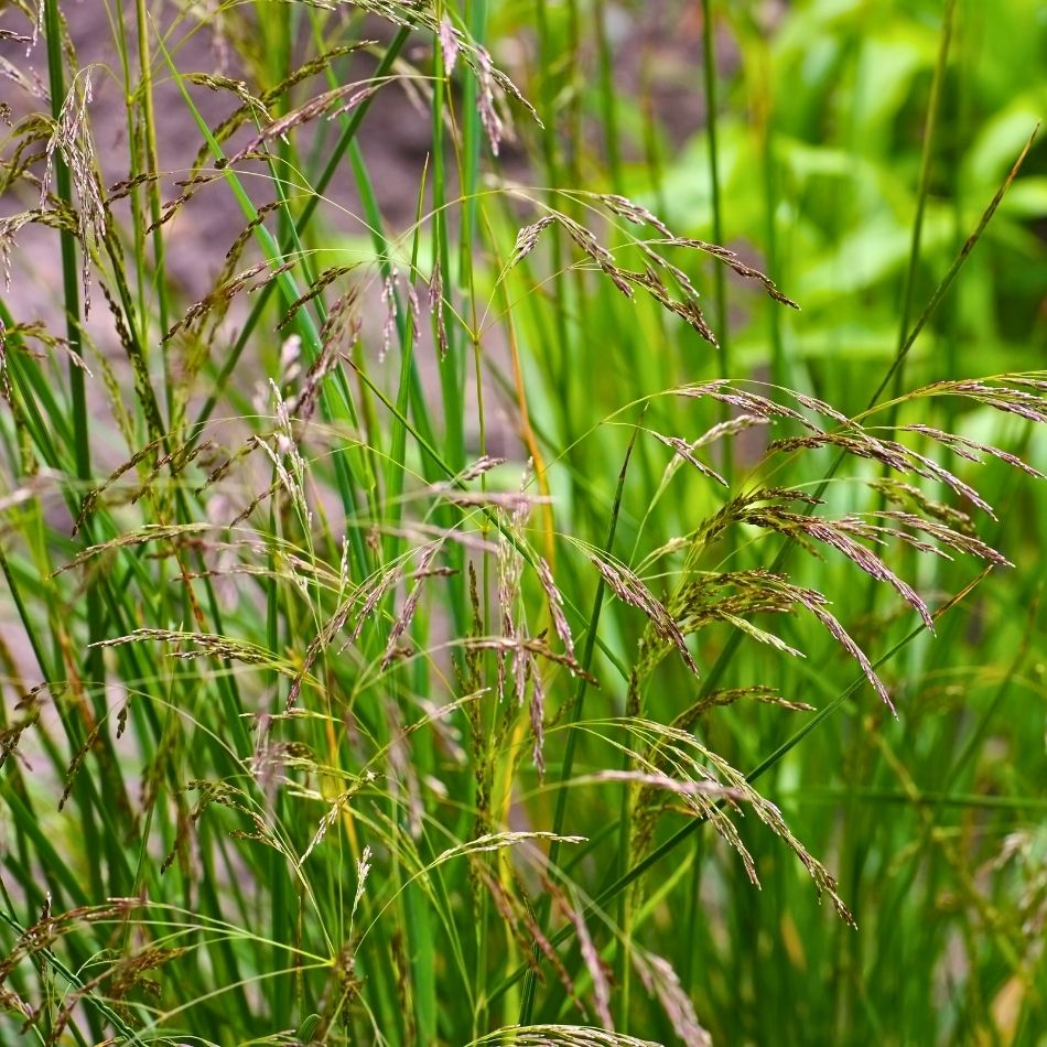 Deschampsia cespitosa ‘Goldtau’