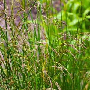 Deschampsia cespitosa ‘Goldtau’
