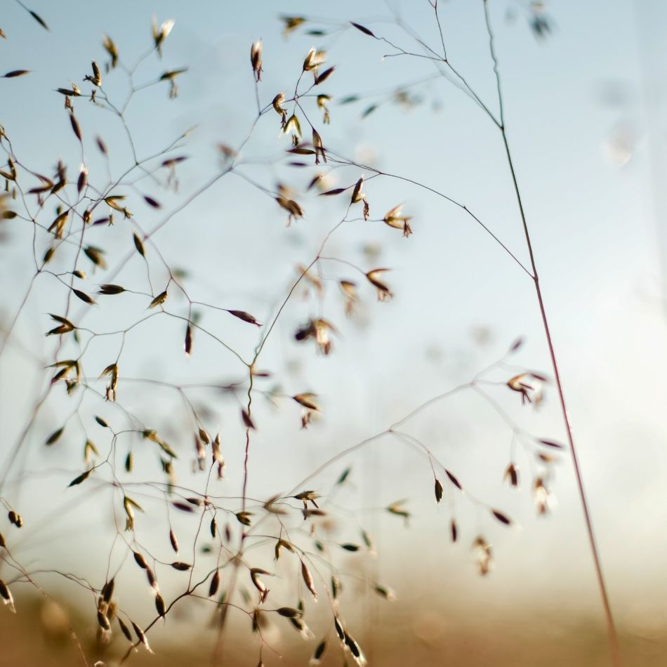 Deschampsia cespitosa ‘Goldtau’