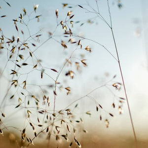 Deschampsia cespitosa ‘Goldtau’
