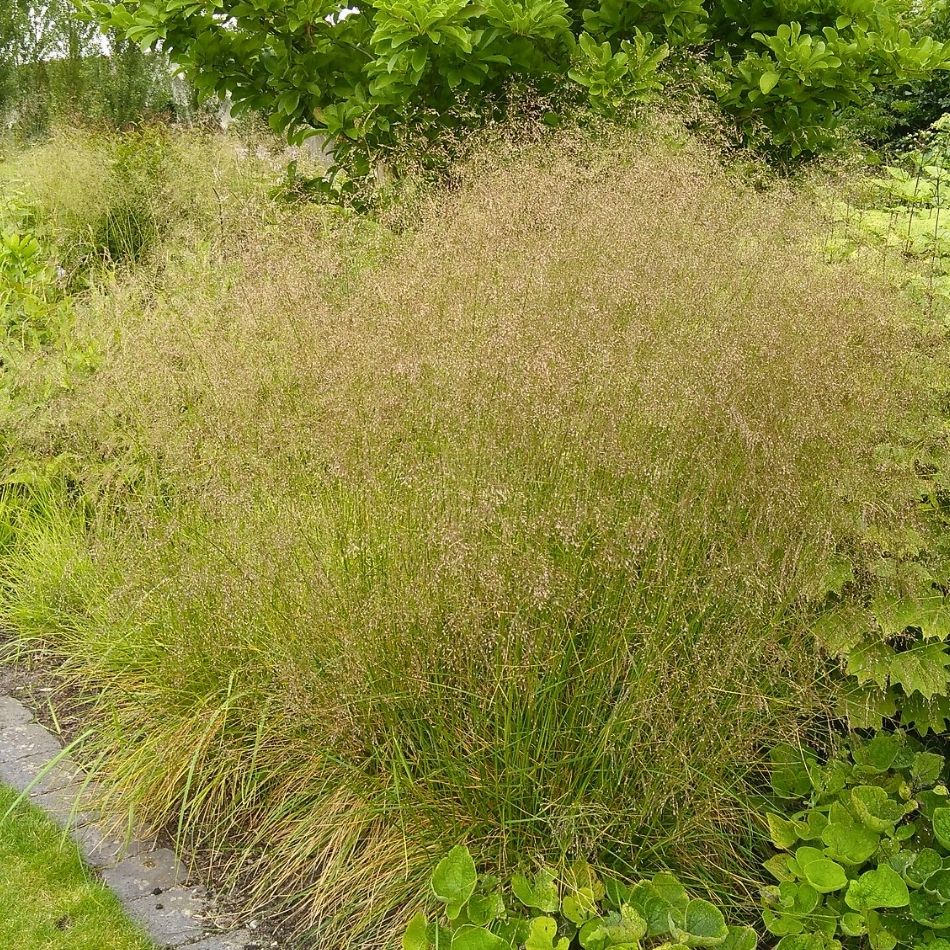 Deschampsia cespitosa ‘Goldtau’