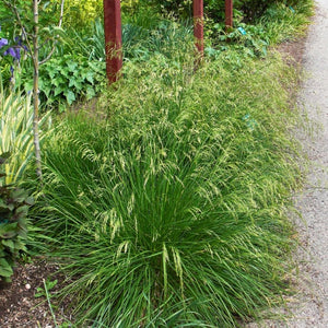 Deschampsia cespitosa ‘Goldtau’