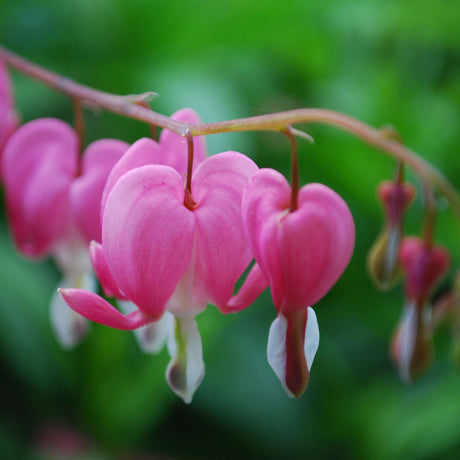 Close-up of pink and white heart-shaped Dicentra spectabilis flowers.