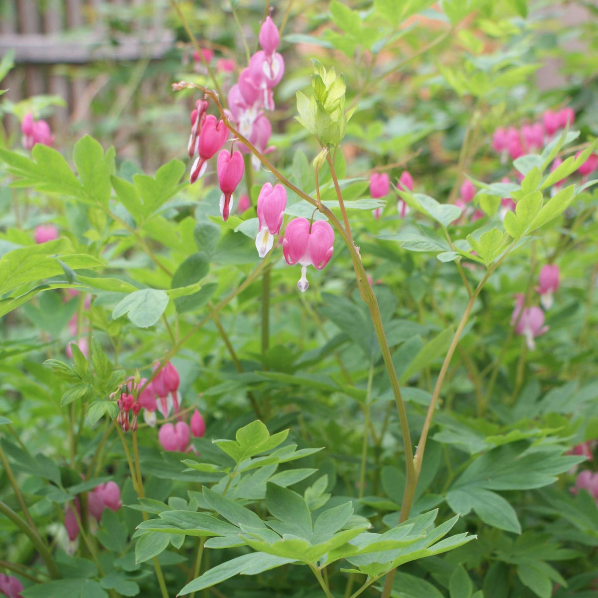 Tall leafy Dicentra spectabilis bearing many pendant pink hearts.