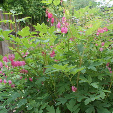 Large Dicentra spectabilis clump with arching stems of pink heart-shaped flowers.