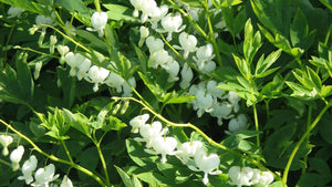 Pollinator friendly perennials