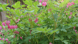 Pollinator friendly perennials