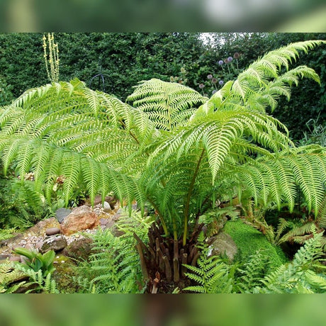 Dicksonia antarctica forming a broad umbrella of fresh green fronds in a sheltered garden.